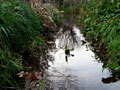 落合川の源流。昨年の9月くらいから水が出だし、いまだに涸れてはいない。八幡町。（撮影日：2011.1.1）