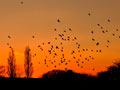 滝山白山公園、公園近くの電線や、ケヤキの木にムクドリが300羽くらい群がっていた。（撮影日：2011.1.4）