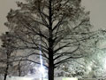 2011年2月14日の夜、団地の前の公園の枯れ枝に雪の花が咲きました。
