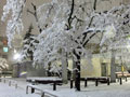 2011年2月14日の夜、団地の前の公園の枯れ枝に雪の花が咲きました。