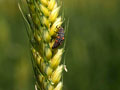 柳久保小麦とテントウムシの幼虫：50㎜マクロレンズで撮影