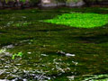 落合川上流部。緑の色の濃い色の水草がヤナギモ、明るい色がオオカワジジャ。