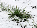 雪に耐える柳久保小麦