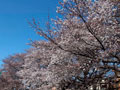白山公園の湧水と桜