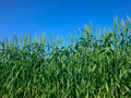 東久留米市内の小麦畑2