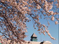 東久留米市庁舎と桜