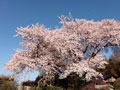 南沢の桜