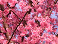 南沢の色の濃い桜