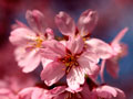 南沢の色の濃い桜アップ
