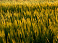 初めて見た小麦（品種不明）1