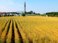 東久留米の小麦畑02