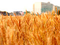 東久留米の小麦畑04