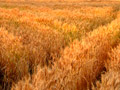 東久留米の小麦畑05