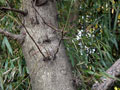 サイカチの木