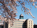 本町の桜